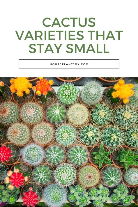 Think cacti are too big or high-maintenance? 🌵✨ Discover 6 small and easy-to-care-for cactus varieties! #CactusVarieties #SmallPlants #LowMaintenance 🌟 Cactus Varieties, Moon Cactus, Small Cactus, Small Plants, Low Maintenance, House Plants, Cactus, Perfect Fit, Moon