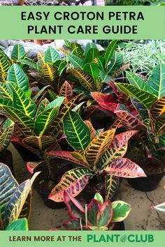 Petra Croton Plant, Petra Croton Plant Care, Croton Plant Care Indoor, Croton Petra Plant Care, Crotons Plants Landscaping, Croton Plant Outdoor Landscaping, Croton Plant Indoor, Petra Plant, Petra Croton