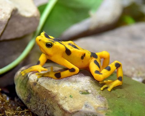 A Panamanian golden frog on a rock Poison Arrow Frog, Golden Frog, Zoo Trip, Denver Zoo, Amazing Frog, Reptile Snakes, Welcome To The Jungle, Animal Species, Frog And Toad