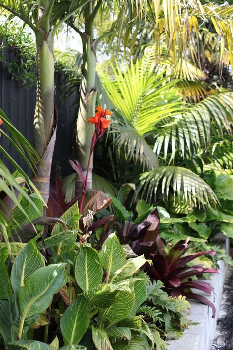 A fence painted in a dark shade will also make a new garden appear more established. Garry Cullen of Ardmore Architects, used Resene Woodsman Crowshead to make the garden of this Auckland home appear lusher. “It’s a great colour to offset the foliage and to create the illusion of more space. It works as a ‘shadow’ to make the planted area appear deeper.” Pictured here: this Resene Woodsman Crowshead fence in a project by Ardmore Architects enhances the lush look of the subtropical plants. Tropical Backyard Landscaping, Small Tropical Gardens, Tropical Patio, Hawaiian Gardens, Bali Garden, Balinese Garden, Tropical Landscape Design, Tropical Garden Design, Jungle Gardens