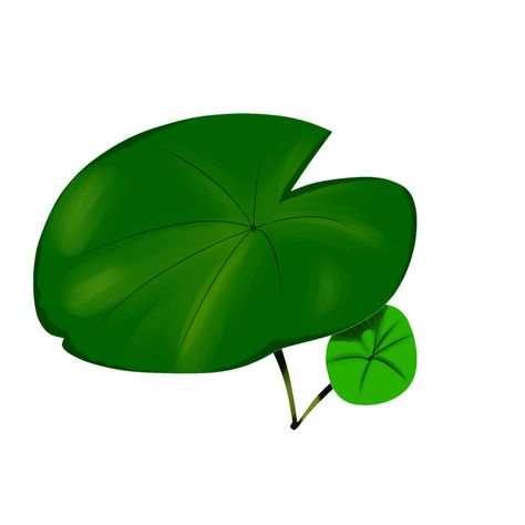 Leaf Illustration, Lotus Leaves, Water Lily, Life Cycles, Png Images, Lotus, Lily, Collage, Drawings