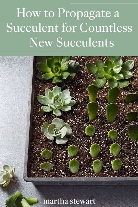 Plant experts share how to successfully propagate any type of succulent and why one succulent can produce hundreds of new baby succulents that make great gifts. #gardening #gardenideas #garden #succulentgarden #succulenttips #marthastewart How To Plant Succulent Clippings, Making A Succulent Planter, Cute Ways To Plant Succulents, Succulent Gardens Ideas, Starting Succulents From Leaves, How To Succulents Propagate, How To Plant Succulents Outdoors, Succulent House Plants, Sacullent Plants