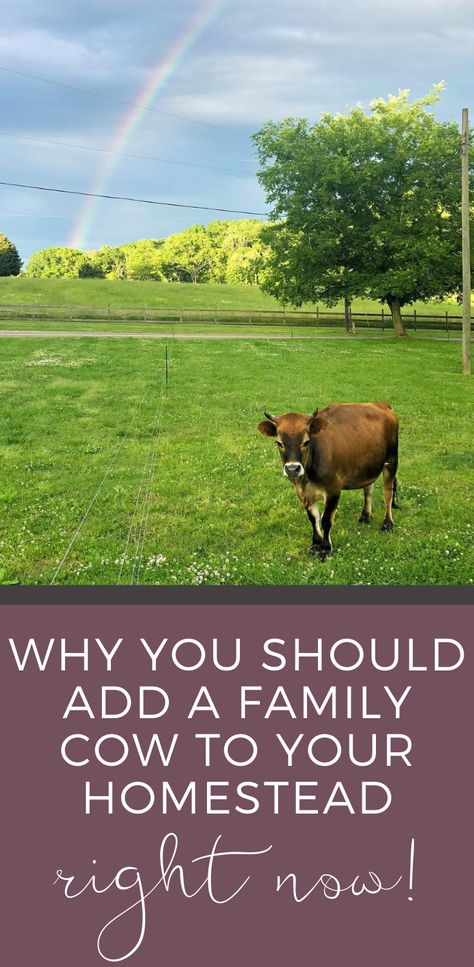 miniature jersey cow in pasture under a rainbow Dairy Cow Breeds, Farmer Woman, Family Cow, Farm Dream, Homestead Animals, Miniature Cows, Livestock Trailers, Magnolia Farms, Mini Cows