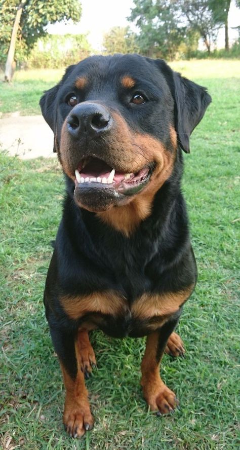 Big Rottweilers Big Rottweiler, Black Rottweiler, Rottweiler Pictures, Funny Rottweiler, Rottweiler Love, Big Dog Breeds, Dog Aesthetic, Rottweiler Lovers, Cute Dog Photos