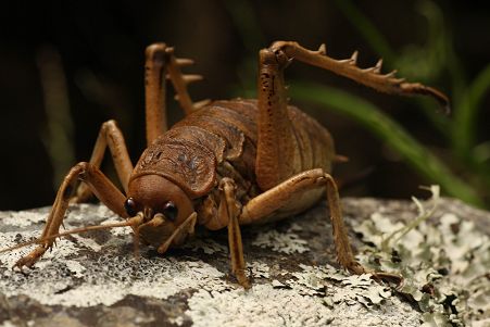 Giant Weta Weta Insect, Small Insects, Widescreen Wallpaper, Body Adornment, Arachnids, Bugs And Insects, Tree Crafts, Bird Pictures, Beautiful World