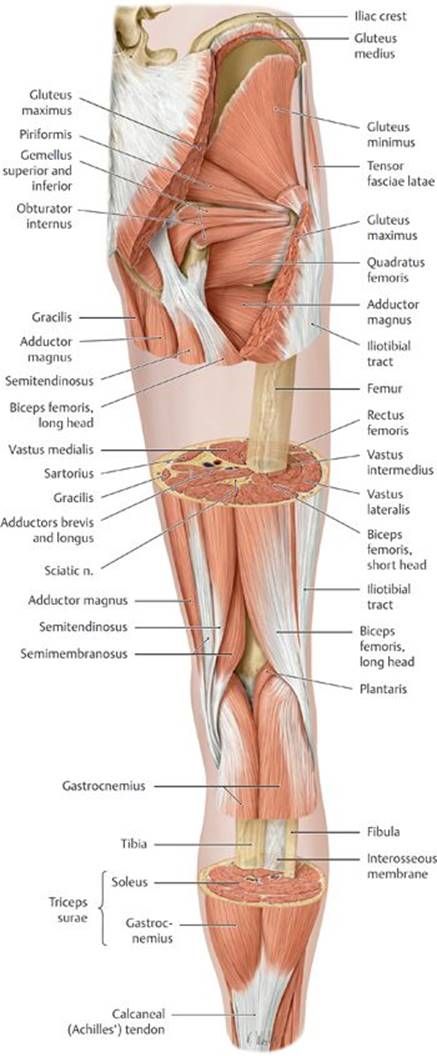 Muscles Anatomy, Leg Anatomy, Human Muscle Anatomy, Anatomy Bones, Basic Anatomy And Physiology, Anatomy Tutorial, Muscular System, Human Body Anatomy, Lower Limb