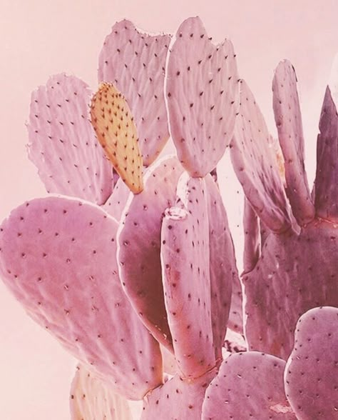 как заработать деньги https://lvovart.com/ Kaktus Dan Sukulen, Pink Cactus, Summer Scenes, Pink Plant, Cactus Art, Cactus Plant, Deco Floral, Color Crush, Cactus And Succulents