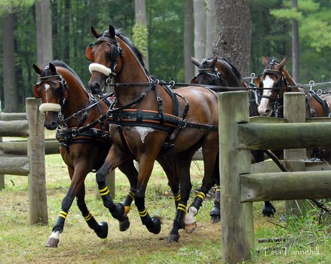 Horses Carriage, Driving Training, See Horse, Horse Driving, Driving Horses, Carriage Driving, Harness Racing, Horse Inspiration, Cowgirl And Horse