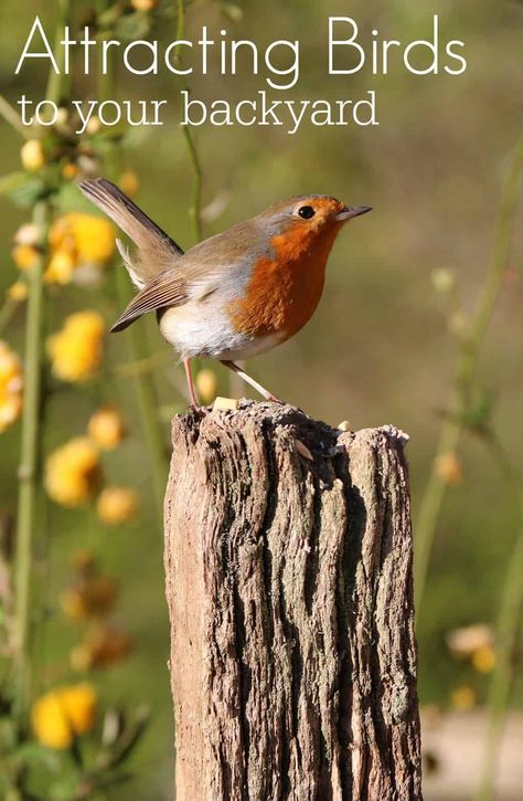 Robin Photos, Cat Repellant, Natural Homes, How To Attract Birds, Fun Hobbies, Backyard Birds, Red Birds, Bird Species, Bird Watching