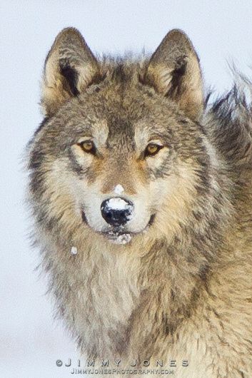 Jimmy Jones Photography | Yellowstone Wolves Wolves Photography, Jimmy Jones, Yellowstone Wolves, Glacier National Park Trip, Wyoming Vacation, Wildlife Pictures, Wolf Photos, Animals Amazing, Wolf Love