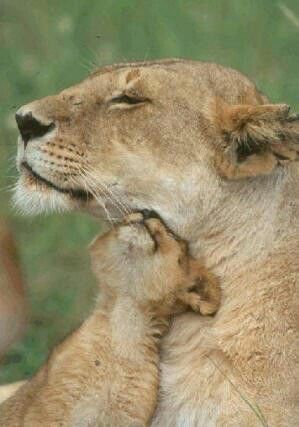 Pinterest Cat, Lioness And Cubs, Beautiful Lion, Lion Images, Cute Wild Animals, African Animals, Beautiful Cats, Animals Friends, Big Cats