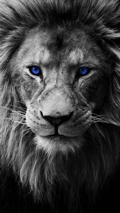 Blue Eyed Lion Tattoo, Lion Blue Eyes, Lion Hd Wallpaper, Lion Live Wallpaper, Lion Eyes, Lion Couple, Lion Photography, Lions Photos, Lion Love