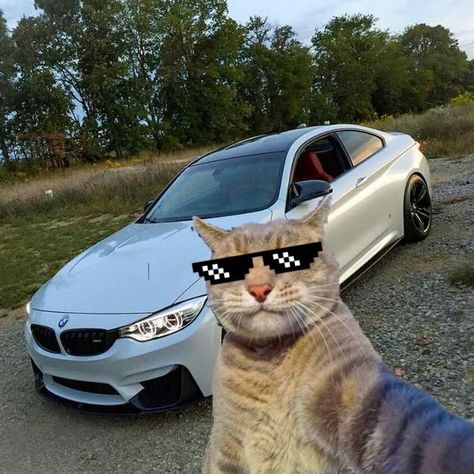 Funny Looking Animals, Gatos Cool, Mobil Bmw, Funny Looking Cats, Cat Profile, Cat Selfie, Image Chat, Funny Animal Photos, Silly Cats Pictures