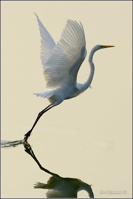 Great Egret | After earlier (morbid) posting, I thought I sh… | Flickr Pelican Drawing, Egret Painting, Heron Photography, Heron Flying, Heron Tattoo, Great White Egret, Egret White, Great Egret, White Egret