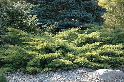 Fast Growing Pine Trees, Juniper Shrub, Juniper Bush, Juniperus Chinensis, Landscape Nursery, Low Maintenance Shrubs, Homestead Gardens, Farm Nursery, Cottage Garden Design