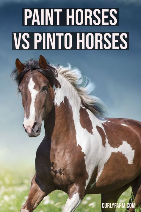 Many people who are new to horses are confused by the difference between Paint and Pinto horses- and, if we’re honest- so are many veteran riders and horse owners. Paint Horses Breed, Beautiful Paint Horses, Quarter Horse Aesthetic, Paint Horse Breed, Horse Color Chart, Piebald Horse, Colorful Horse Art, Pictures Of Horses, Colorful Horse Painting