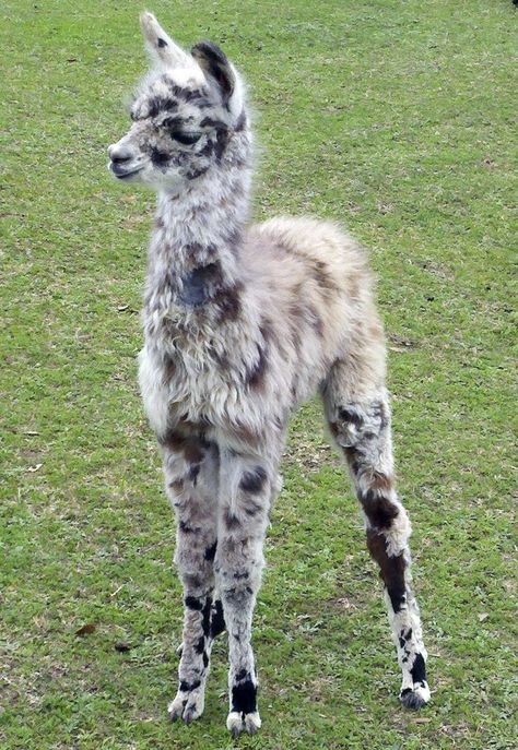 The llama is a South American relative of the camel, though the llama does not have a hump. Typically, they are saddled with loads of 50 to 75 pounds. Under such weight they can cover up to 20 miles in a single day! Llama Llama, Baby Llama, Alpaca Farm, Cute Creatures, Sweet Animals, Baby Alpaca, Animal Tattoos, Animal Planet, Animals Friends