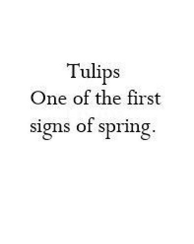 Tulip Quotes, Tulips Quotes, Aesthetic Poems, Amsterdam Aesthetic, Amsterdam Tulips, Dutch Tulip, Garden Diary, Exam Motivation, Parrot Tulips