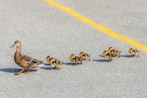 Crossing Guard, Duck And Ducklings, Canadian Wildlife, Healthy Water, Help Yourself, Safe Water, Baby Ducks, Remote Island, Animal Stories