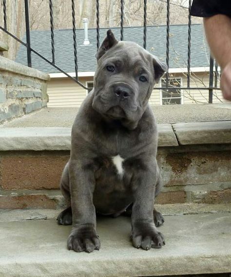 So cute 😘 King Corso, Chien Cane Corso, Cane Corsos, Cane Corso Puppies, Cane Corso Dog, Corso Dog, Bully Dog, Pitbull Puppies, Cane Corso