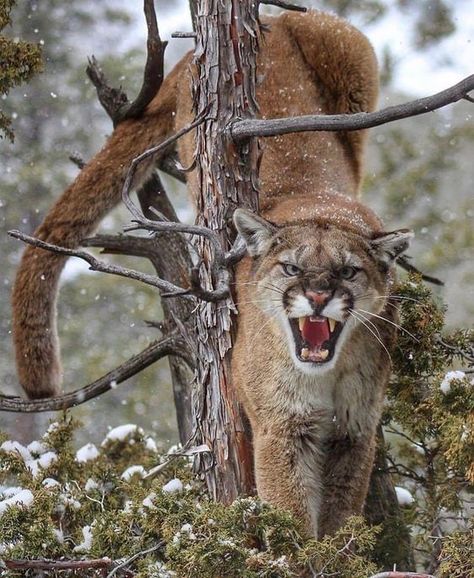 Lion Hunting, Lion Photography, Big Cats Art, Mountain Lion, Majestic Animals, Cute Wild Animals, Wild Life, Warrior Cats, Nature Animals