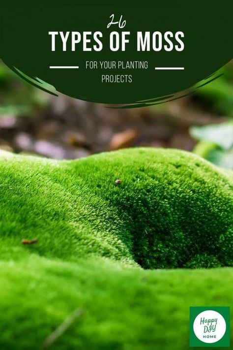 I’ve always loved incorporating different types of moss into my landscaping. Moss grows very close to the ground in tight clumps or mats, and this gives it a unique look that is difficult to replicate with any other type of plant. Types Of Moss Plants, Moss Garden Indoor, Moss Types, Cliff Forest, Create Vision Board, Terrarium Inspiration, Moss Aesthetic, Grow Moss, Moss Lawn