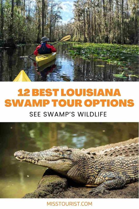 Choose the best Louisiana swamp tour for you and get up close and personal with the incredible wildlife! New Orleans Swamp Tour, Usa Travel Bucket List, Great River Road, Swamp Tours, Louisiana Swamp, Louisiana Bayou, Travel Destinations Usa, Usa Destinations, Travel Bucket List Usa