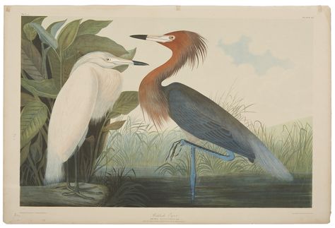 John James Audubon (1785-1851). Reddish Egret Heron Illustration, Purple Heron, Audubon Prints, Heron Art, Audubon Birds, William Ellis, James Audubon, Birds Of America, Wildlife Paintings