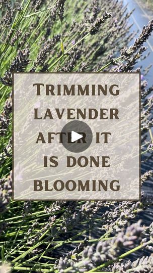 276 reactions · 5 comments | More Info on Trimming Lavender ⬇️

✂️ If you have a few plants, you can use scissors or a sickle. These tools are best if you want to save the lavender for drying to use later in sachets or dried bouquets. With this method you can easily rubber band the stems together. When using a sickle, make sure to wear Kevlar gloves and always cut away from yourself.

If you have a lot of plants, using a hedge trimmer works best. This method works great if wish to distill your lavender. We find it’s best to trim around the outside of the plant and then trim the top.

🌿 Cut the stems right above the wood and avoid leaving a lot of stem length. This will help prevent your lavender from getting “woody. Be sure to shape your lavender into a ball.

🧰 Need tool recommendations Kevlar Gloves, Elderberry Tea, Elderberry Syrup, Hedge Trimmer, Dried Bouquet, Hedge Trimmers, Sachets, Rubber Band, Outdoor Rooms