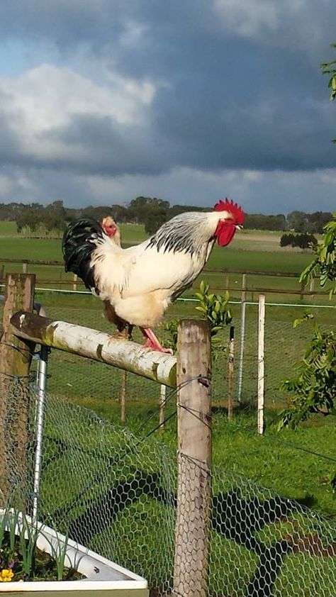 Rooster Breeds, Chicken Pictures, Regenerative Agriculture, Beautiful Chickens, Life On The Farm, Amazing Places On Earth, Living Off The Land, Chickens And Roosters, Photo Art Frame