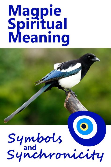 Magpie Spiritual Meaning Bird Signs, Two Magpies, Spirit Guides Meditation, Magpie Tattoo, One For Sorrow, Spirit Animal Meaning, Animal Meanings, Animal Spirit Guides, Animal Symbolism