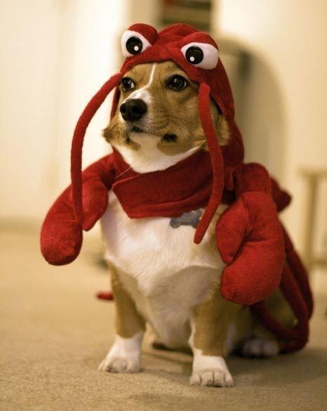 Ahaha, watch out Liam! Halloween is almost here!    This site shows 90 different Corgis dressed up in costumes :) A Dog, Red