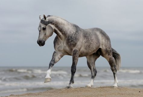 Photo in Painted by Josine Vingerling - Realistic Breyer Photos, Bryer Horses, Barrel Racing Saddles, Horse Show Clothes, Breyer Horse, Clydesdale Horses, Barrel Racing Horses, Horse Inspiration, Custom Horse