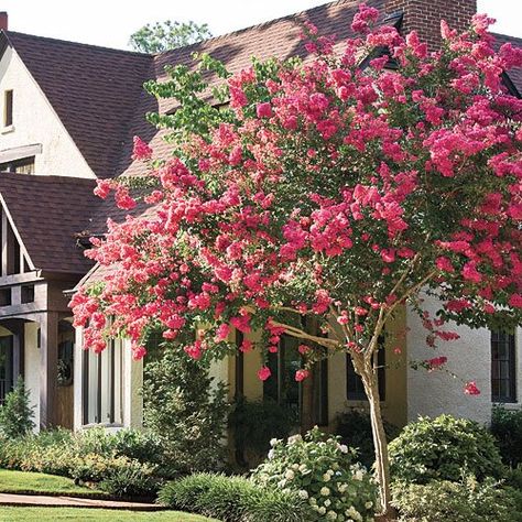 Southern Gardening Tips: Crepe Myrtle, Crape Myrtle, Flowering Trees Crepe Myrtle Trees, Crepe Myrtles, Myrtle Tree, Crepe Myrtle, Garden Stairs, Crape Myrtle, Beautiful Flowers Garden, Secret Gardens, Yard Design