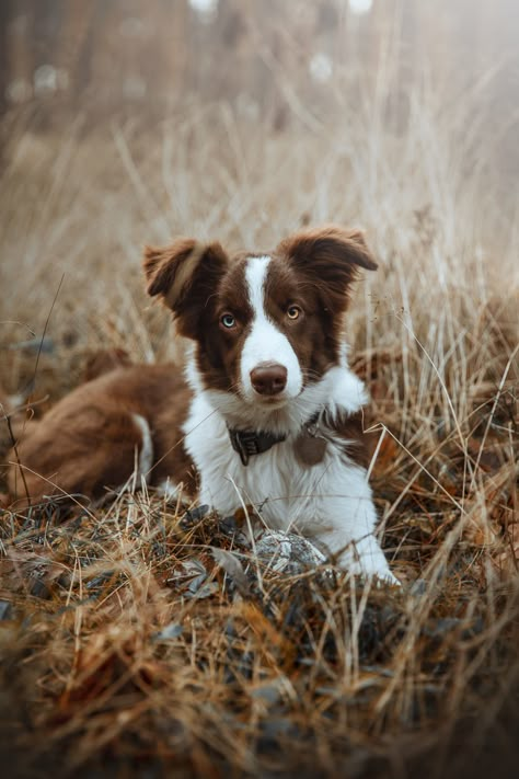 Brown Collie Dog, Boarder Collie Aesthetic, Border Collie Photography, Border Collie Brown, Western Dogs, Border Collie Aesthetic, Brown Border Collie, Brown And White Dog, Border Collie Pictures