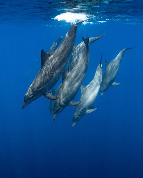 35.7k Likes, 136 Comments - BBC Earth (@bbcearth) on Instagram: “When restaurants finally open 🏃‍♀️⁣ ⁣ #EarthCapture by @sujugasim⁣ ⁣ The common bottlenose dolphin…” Common Bottlenose Dolphin, Bbc Earth, Bottlenose Dolphin, Wild And Free, The Common, Dolphins, Bbc, Animals, On Instagram