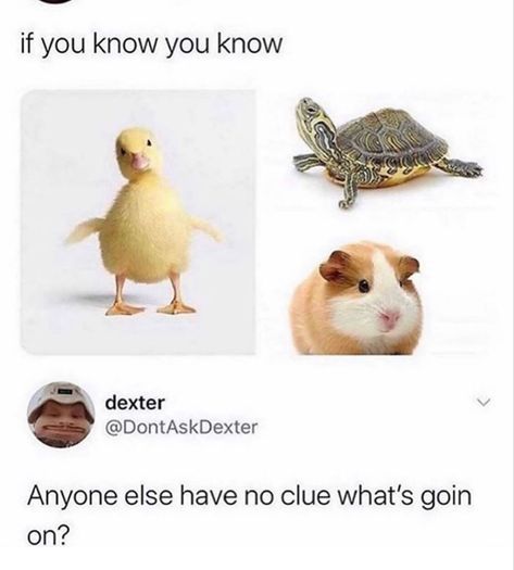 Memes Adulting, Adulting Memes, Wonder Pets, Right In The Childhood, Memes Life, Childhood Memories 2000, Humor Hilarious, Memes Random, Image Memes