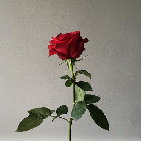 Red Rose, Red, White, Instagram