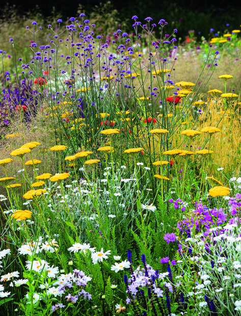 English Wild Flowers, Wildflower Meadow Front Yard, Native Wildflower Garden, Wild Flower Meadow Garden, Wild Gardening, Lawn To Wildflower Meadow, Wild Flowers Uk, Pollinator Garden Design, Wildflower Landscape