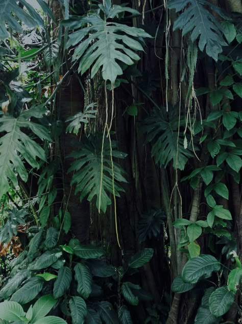 Wahiawa jungle, Oahu Rain Jungle, Jungle Nature Forests, Big Jungle Leaves, Tropical Rain Forest Aesthetic, Mystical Rainforest, Jungle Mural, Jungle Vibes, Dark Green Aesthetic, Green Nature