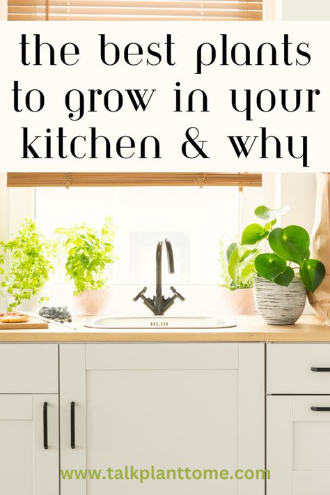 Plants In Kitchen, Garden Kitchen Window, Plant Kitchen, Kitchen Plants, Ultimate Kitchen, Kitchen Herbs, Plants To Grow, Kitchen Counter Decor, Inside Plants