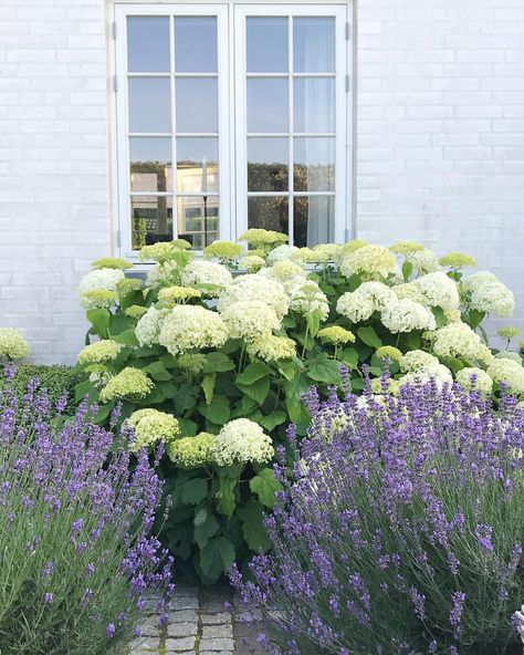 The blue lavenders are cut back and in a few months they will bloom again alongside the white Hydrangeas  My favorite color combination… Limelite Hydrangea Landscape, Lavender Landscaping Ideas, Lavender Landscaping, Front Yard Hydrangea, Garden Hydrangea, Garden Front Of House, Hydrangea Landscaping, White Hydrangeas, Hydrangea Garden