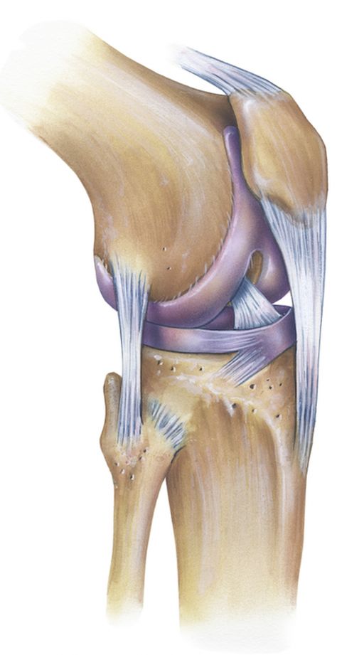 Anatomy Of The Knee, Inside Human Body, Hip Anatomy, Human Knee, Joints Anatomy, Bolesti Chrbta, Basic Anatomy And Physiology, Cruciate Ligament, Anatomy Models