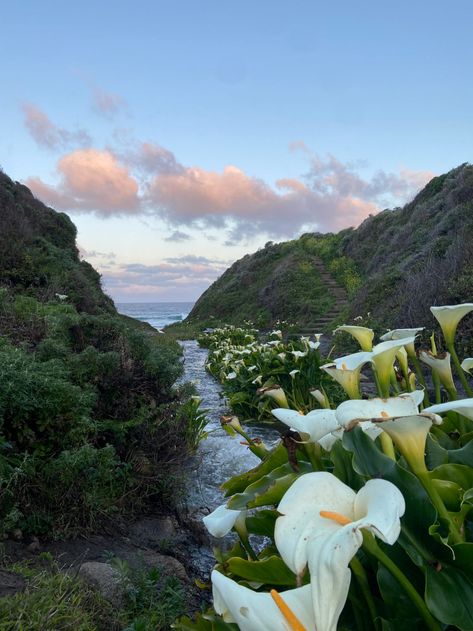 Calla Lily Valley, Carmel Valley California, Environmental Pictures, Lily Season, Gualala California, Carmel By The Sea California, Beaches In California, Lily Valley, California Nature