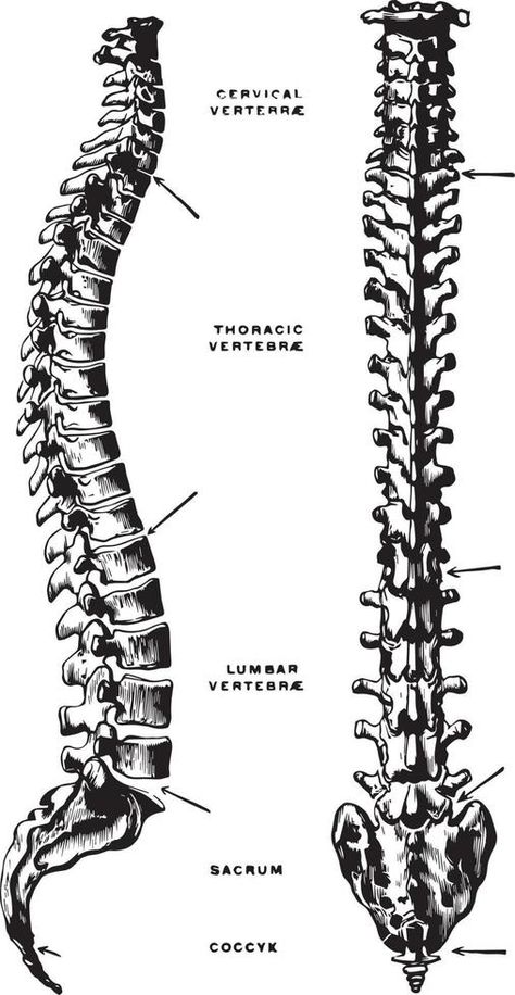 Lateral and Dorsal View of the Vertebral Column, vintage illustration. Vertebral Column Anatomy, Drawing Structure, Vertebral Column, Illustration Advertisement, Ex Libris, Anatomy Art, Vintage Illustration, Anatomy, Bones