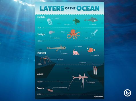 Layers Of The Ocean Project, Layer Of The Ocean, Ocean Layers Activity, Layers Of The Ocean Printable, Ocean Animal Poster, Ocean In A Jar, Ocean Science Activities, Ocean Layers, Primary School Activities