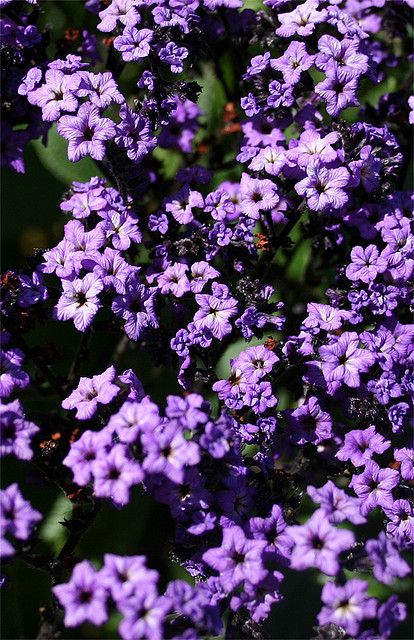 Heliotrope flowers are one of my favorite smells in the world. Heliotrope Flower Aesthetic, Heliotrope Aesthetic, Garden Heliotrope, Heliotrope Flower, Creative Garden Ideas, Castle Howard, Dark Purple Wallpaper, Aromatic Plant, Purple Garden