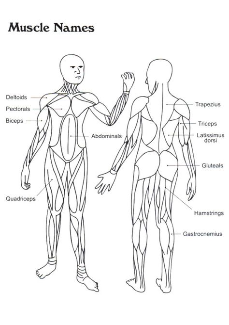 Click SHARE THIS STORY ON FACEBOOK Muscle Coloring, Anatomy Coloring, Anatomy Coloring Book, Human Body Unit, Puppy Coloring Pages, Brain Anatomy, Muscular System, Muscle Anatomy, Human Body Systems