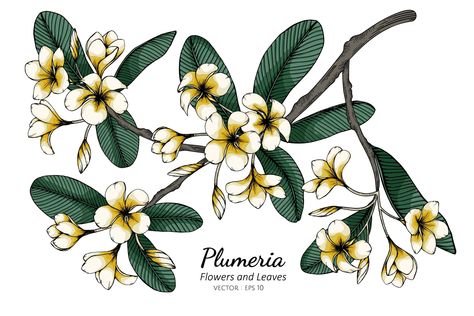 Flower And Leaf Drawing, Backgrounds Drawing, Branch Drawing, Branch Art, Tie Dye Crafts, White Backgrounds, Plumeria Flowers, Leaf Drawing, Real Touch Flowers