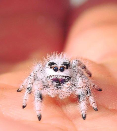 Jumping Spider Cute, Spider Cute, Spider Enclosure, Water Hat, Jumping Spiders, Pet Spider, Jumping Spider, Beautiful Bugs, Arthropods